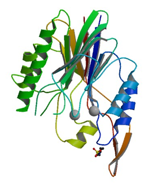 Enzymaktivitätsmessung für Sphingomyelin-Phosphodiesterase