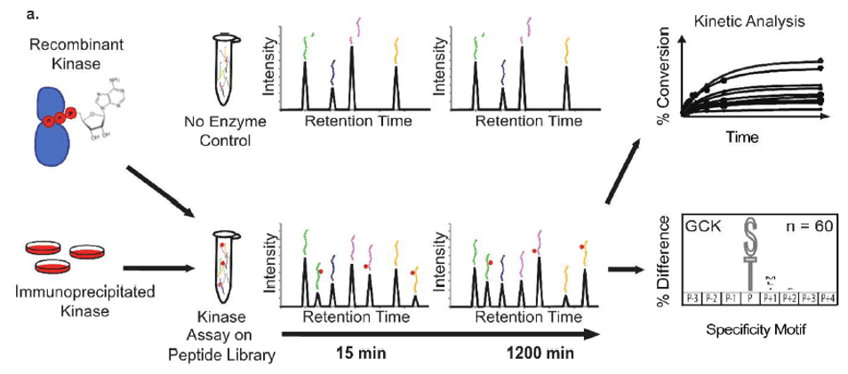 Ein Beispiel für MSP-MS-Assay für Kinase