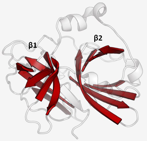 Struktur der TEV-Protease.