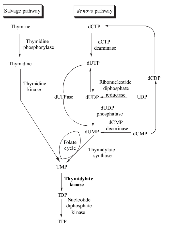Funktioneller Weg der Thymidylatkinase.