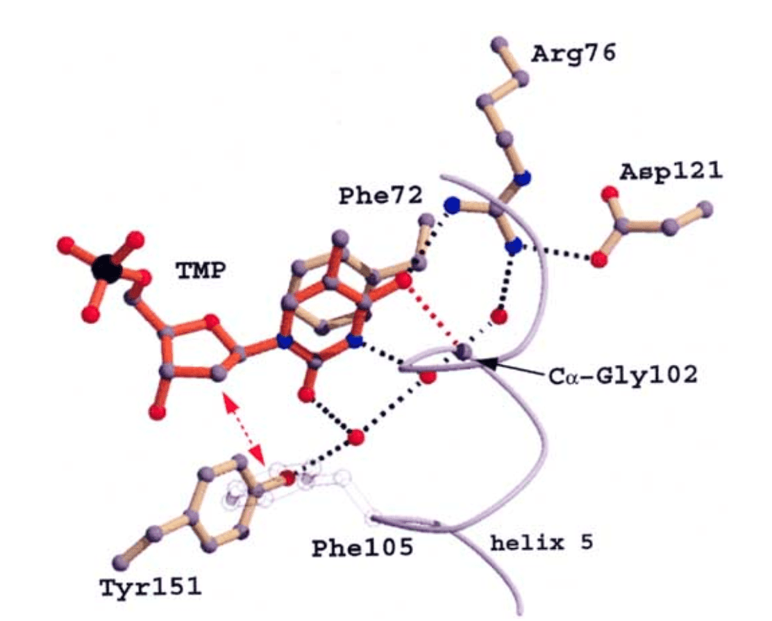 Mechanismus von dTMP, das an TMPK gebunden ist.