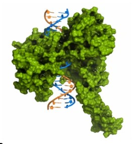 Typ II Topoisomerase