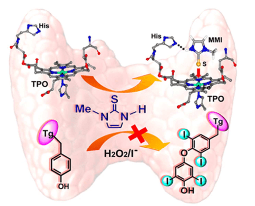 Wirkmechanismus von Methimazol (MMI) auf TPO.