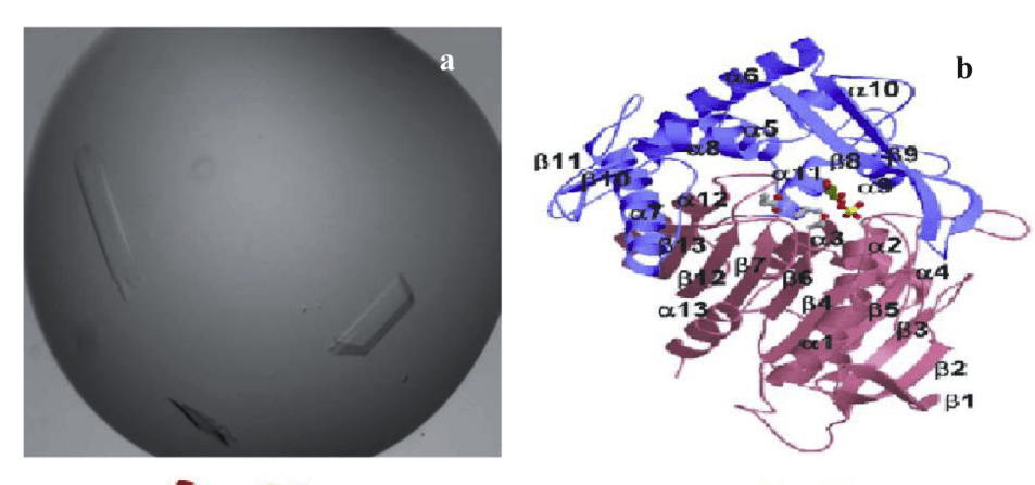 Kristallstruktur (a) und dreidimensionales Band der L. plantarum Tannase (b).