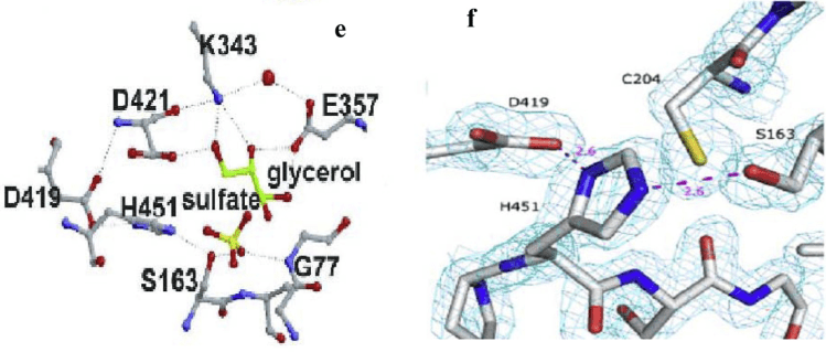 Aktive Stelle (e) und katalytische Triadregion der <em>L. plantarum</em> Tannase (f).
