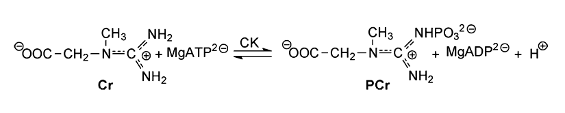 Die von Kreatinkinase katalysierte Reaktion.