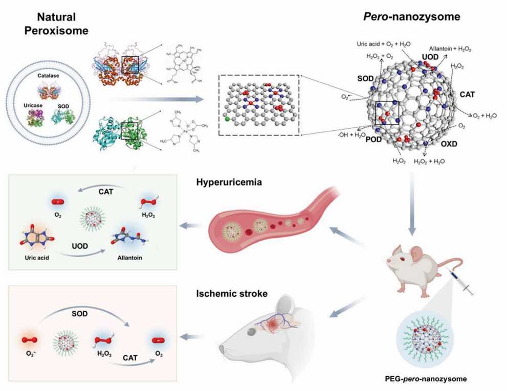Schematische Darstellung des Designs eines künstlichen Peroxisoms zur Verbesserung der Hyperurikämie unter Verwendung eines eisen-dotierten Enzyms. - Creative Enzymes