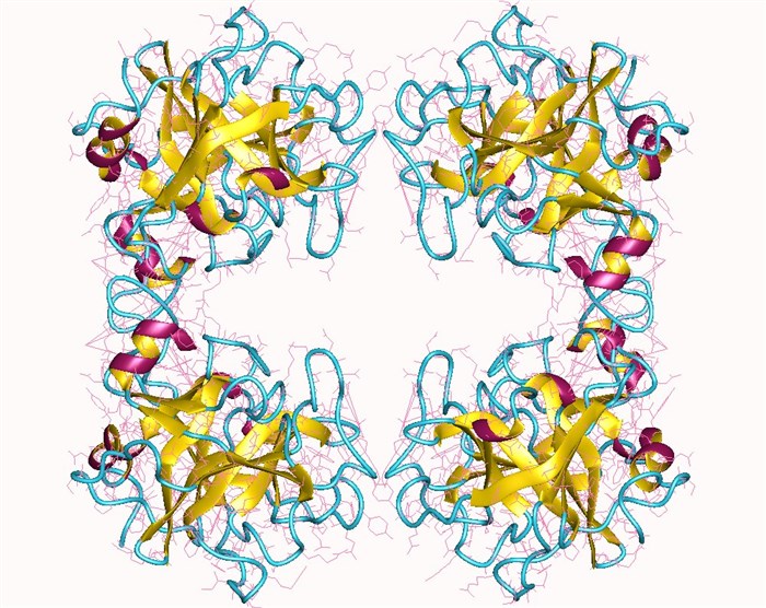 Proteinstruktur der Tryptase.