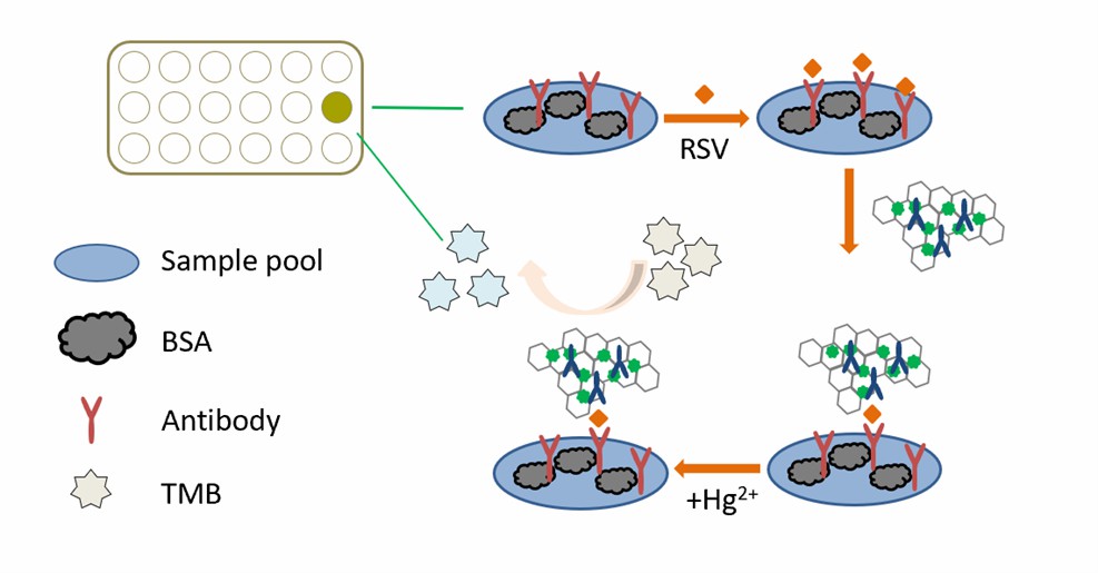 Schematische Darstellung der Hg2+ -Au-GO-Hybride für die kolorimetrische Immununtersuchung des Atemwegssynzytialvirus. - Creative Enzymes