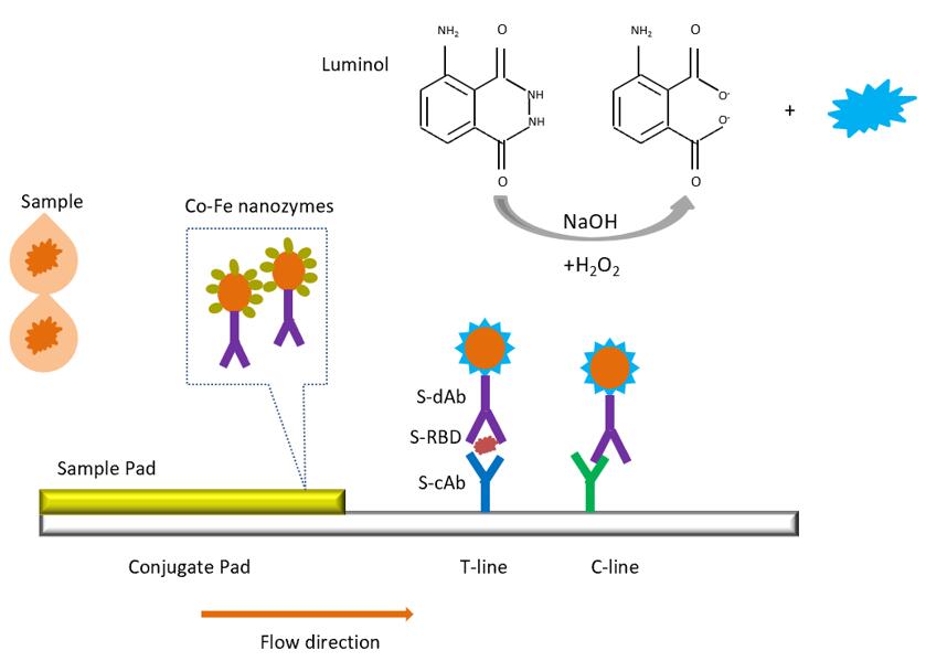Nanozymes Chemilumineszenz-Teststreifen zur Detektion von SARS-CoV-2S-RBD. - Creative Enzymes