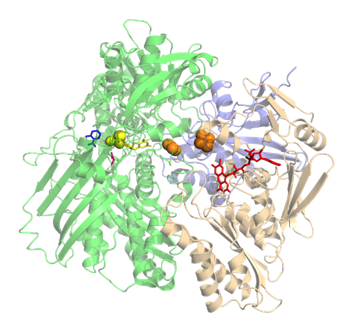Proteinstruktur von XAO.