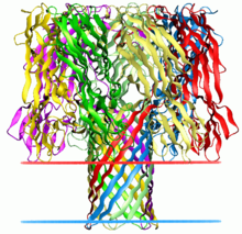 Proteinstruktur von α-Hemolysin.