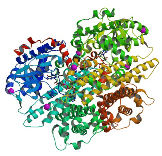 Enzymaktivitätsmessung für Acyl-CoA-Oxidase