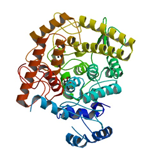 Enzymaktivitätsmessung von Alpha, Alpha-Trehalase