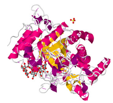Proteinstruktur von β-Amylase.