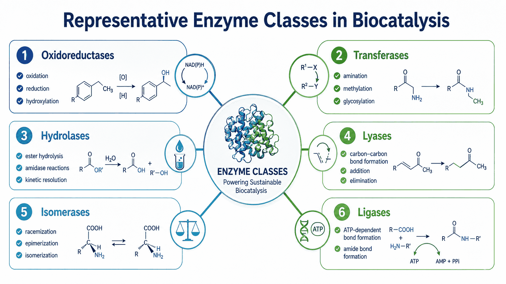 Representative enzyme classes used in biocatalysis and their typical reaction applications