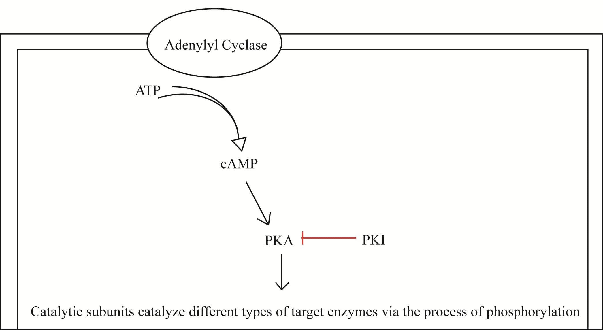Proteinkinase A