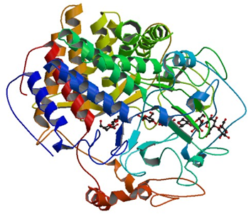 Enzymaktivitätsmessung von Cellulose 1,4-Beta-Cellobiosidase (reduzierende Enden)