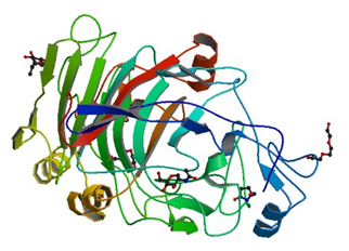 Die Kristallstruktur der Cellulose 1,4-beta-Cellobiosidase von Trichoderma Harzianum