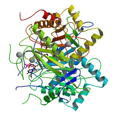 Enzymaktivitätsmessung für UDP-Glucose-Hexose-1-Phosphat Uridyltransferase