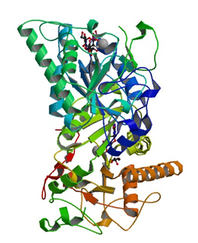 Enzymaktivitätsmessung der N-Acetyllactosaminid 3-Alpha-Galactosyltransferase