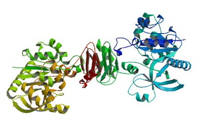 Enzymaktivitätsmessung für Mannose-1-Phosphat Guanylyltransferase