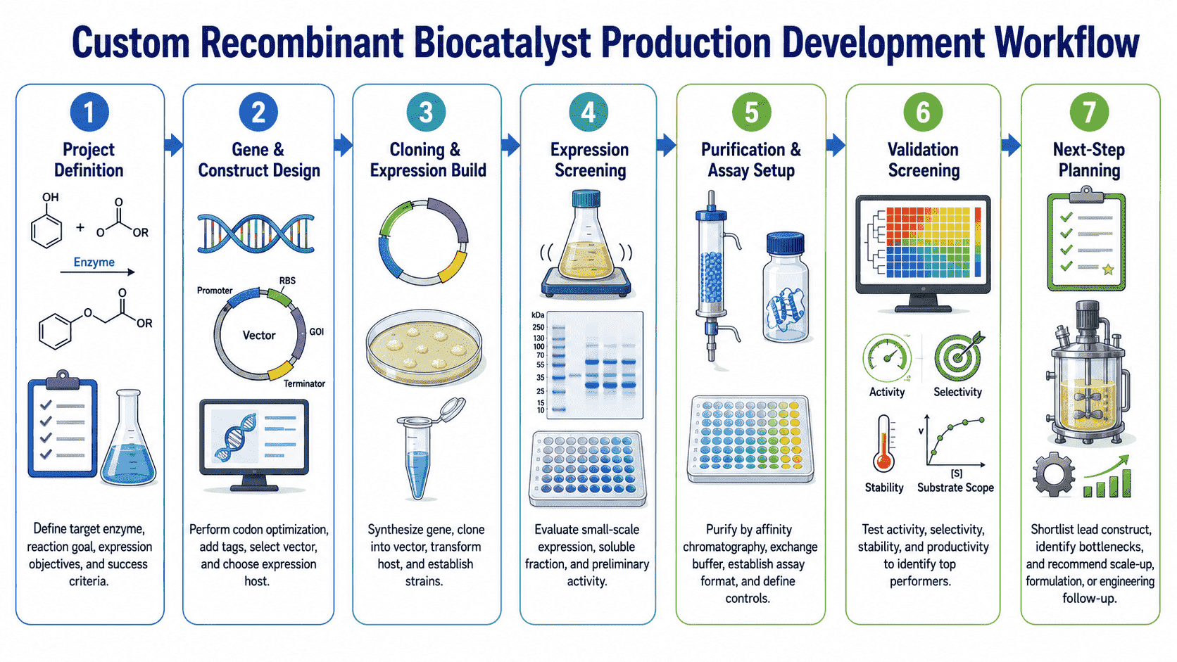 Workflow for custom recombinant biocatalyst production from sequence review and construct design to expression screening, purification, activity validation, and scale-up planning