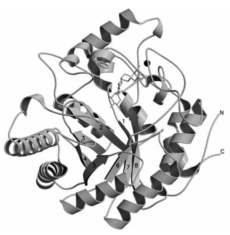 Stereo-Illustration der Gesamtstruktur von BLGAL