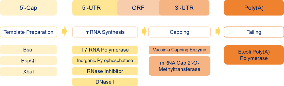 Enzyme für die in vitro mRNA-Synthese