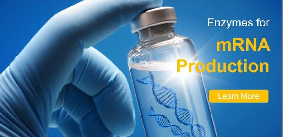 Enzyme für die mRNA-Produktion