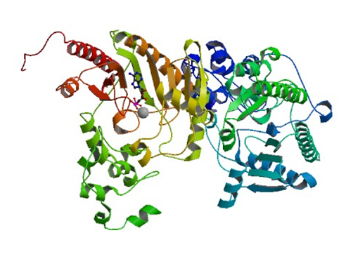 Die Kristallstruktur der menschlichen Gehirn-Kreatinkinase.