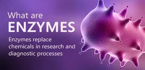 Was sind Enzyme?