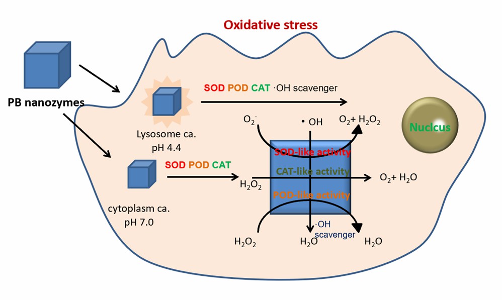 Multienzym-ähnliche Eigenschaften von PB-Nanopartikeln in vitro. - Creative Enzymes
