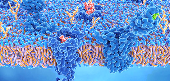 Kex2-Protease