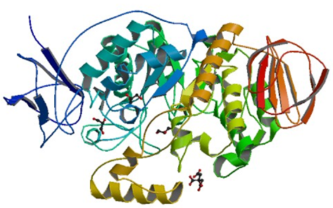 Enzymaktivitätsmessung für Malto-Oligosyltrehalose-Trehalohydrolase