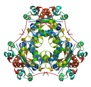Enzymaktivitätsmessung für Nukleosid-Diphosphat-Kinase