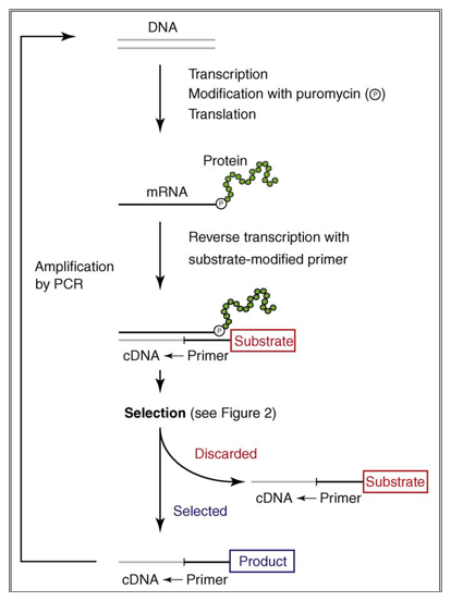 mRNA-Display-Dienstleistungen Workflow von Creative Enzymes