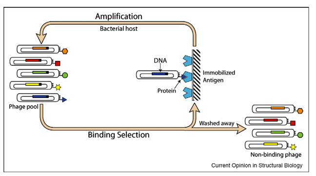 Phagen-Display-Dienstleistungen Workflow von Creative Enzymes