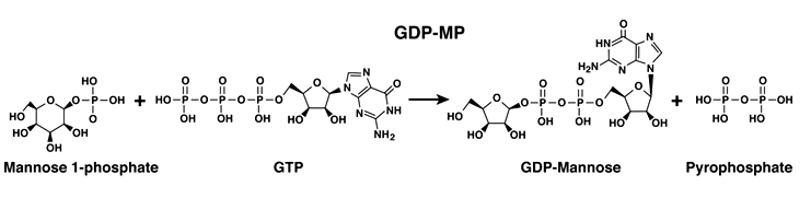 Enzymaktivitätsmessung für Mannose-1-Phosphat Guanylyltransferase