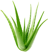 Aloe Vera Extrakt