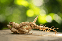 Cassia Nomame Extrakt (Ratio)