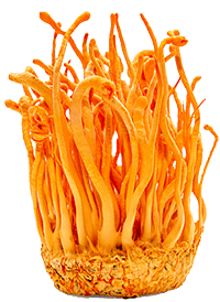 Cordyceps-Extrakt
