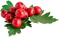 Hawthorn Extrakt