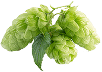 Hopfenblütenextrakt (Standard)