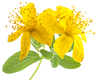 Hypericum Perforatum Extrakt