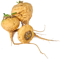 Maca Wurzelextrakt