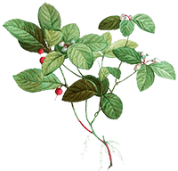 Morinda officinalis Extrakt