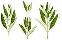 Olivenblattextrakt