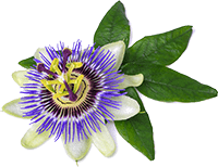 Passionsblumenextrakt