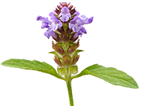 Prunella vulgaris Extrakt
